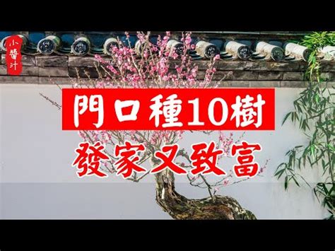 門口種松柏|10種旺財門口植物